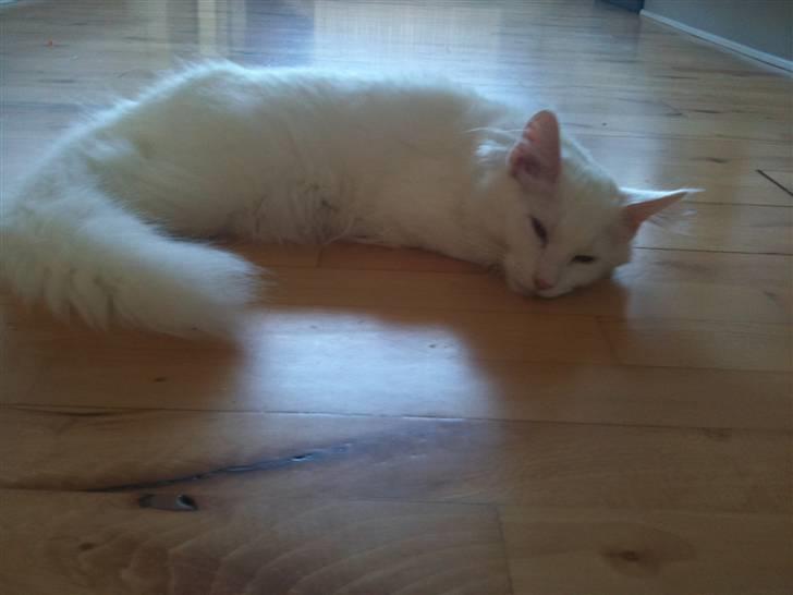 Blanding af racer Snebold billede 9