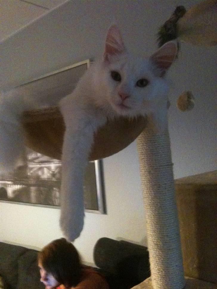 Blanding af racer Snebold billede 10