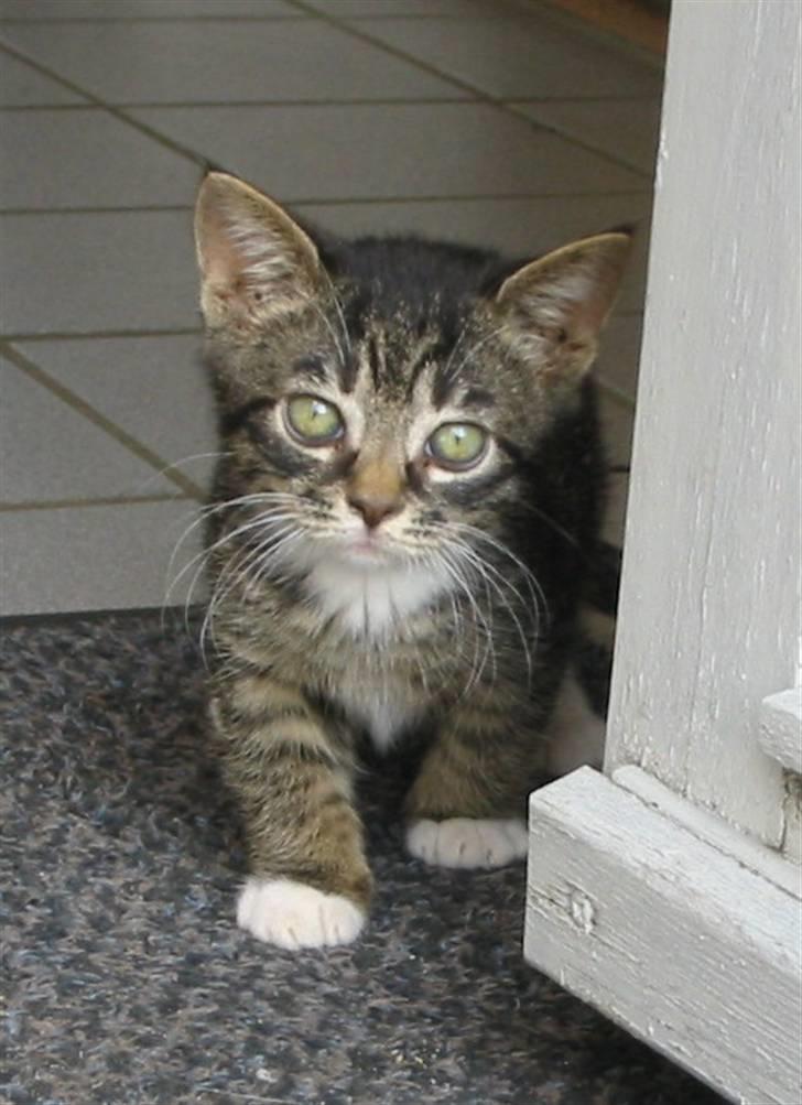 Huskat Fozi R.I.P - Nuttede Fozi. Man kan godt se på benene at de er for korte. billede 1