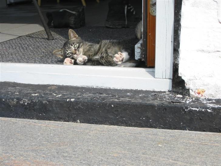 Huskat Fozi R.I.P billede 2