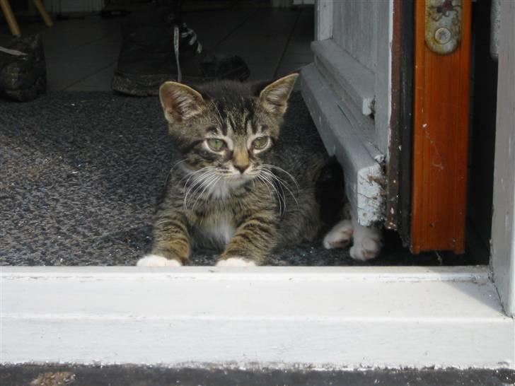 Huskat Fozi R.I.P billede 3