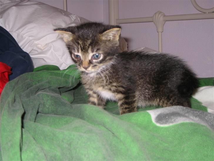 Huskat Fozi R.I.P - Her ses det ikke så tydeligt at han havde korte ben, det er også taget før han blev rigtig fed. billede 4