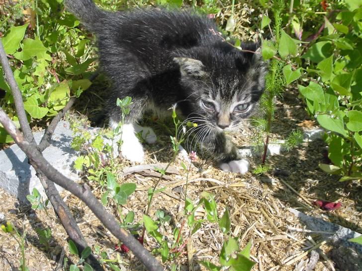 Huskat Fozi R.I.P - Første gang han er ude efter jeg fik ham ind i lejligheden billede 5