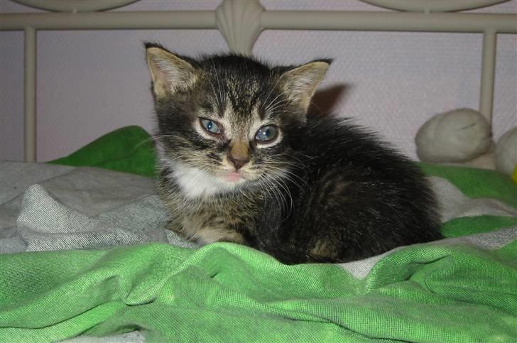 Huskat Fozi R.I.P billede 6