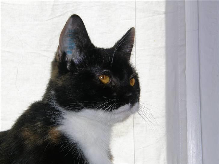 Huskat Sweetheart RIP - Velkommen på Sweethearts profil :) billede 1