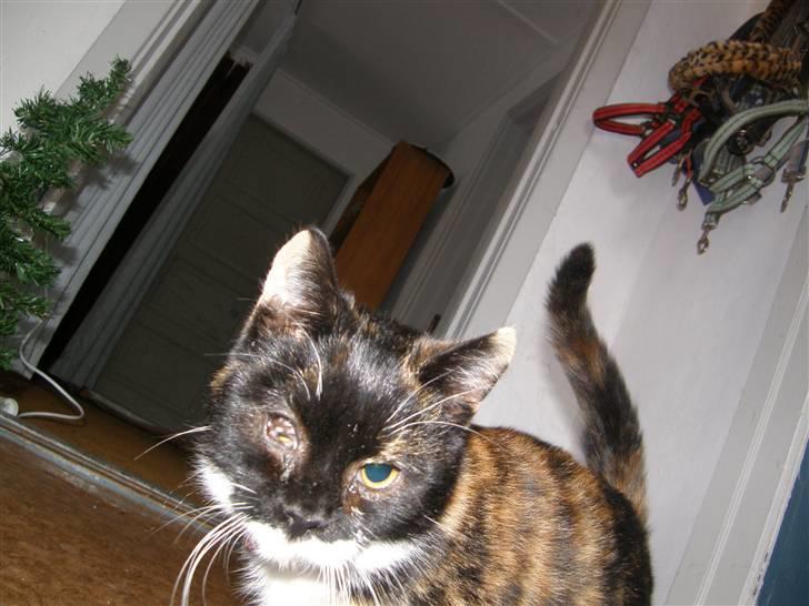 Huskat Sweetheart RIP - Sweethearts dårlige øje før det blev ordnet. Hun kunne se med ca 80 % på det højre øje før  billede 4