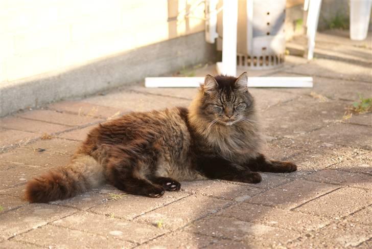 Blanding af racer Jones - Velkommen,,, her er jeg! billede 1