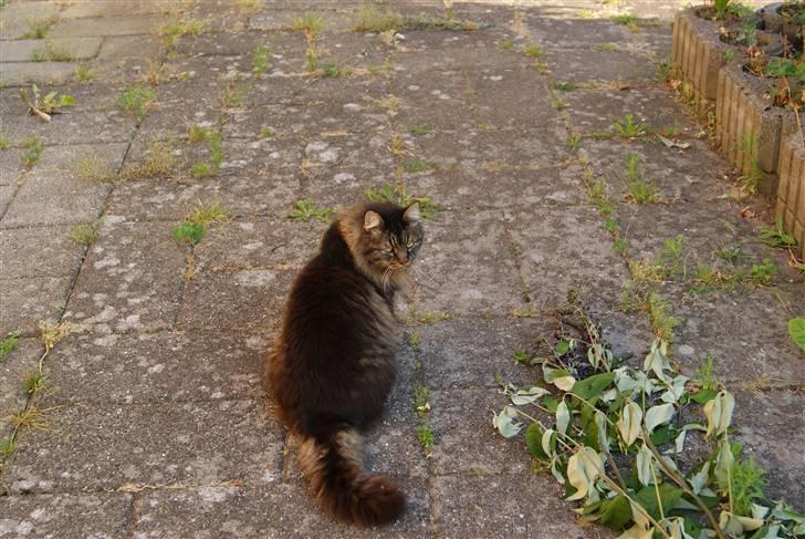 Blanding af racer Jones - ... billede 2