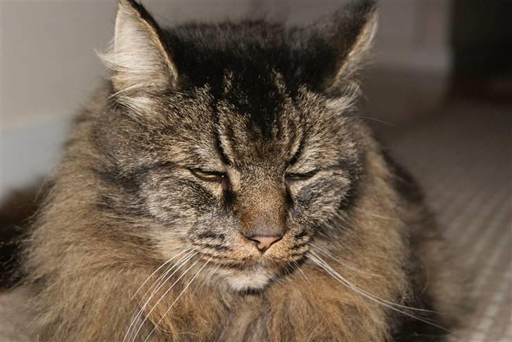 Blanding af racer Jones - Jeg er kongen her i huset  billede 3