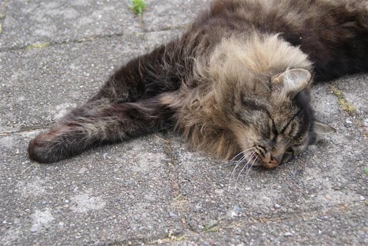 Blanding af racer Jones - Livet er en leg billede 4