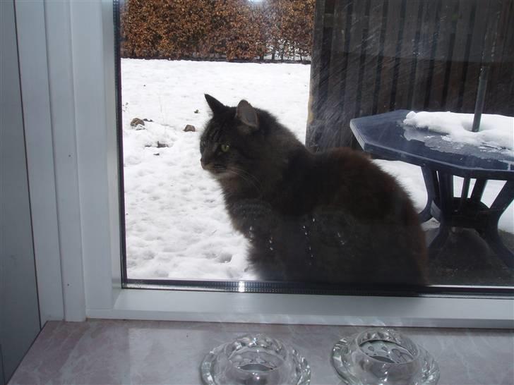 Blanding af racer Jones - Lad mig nu komme ind ?  billede 5