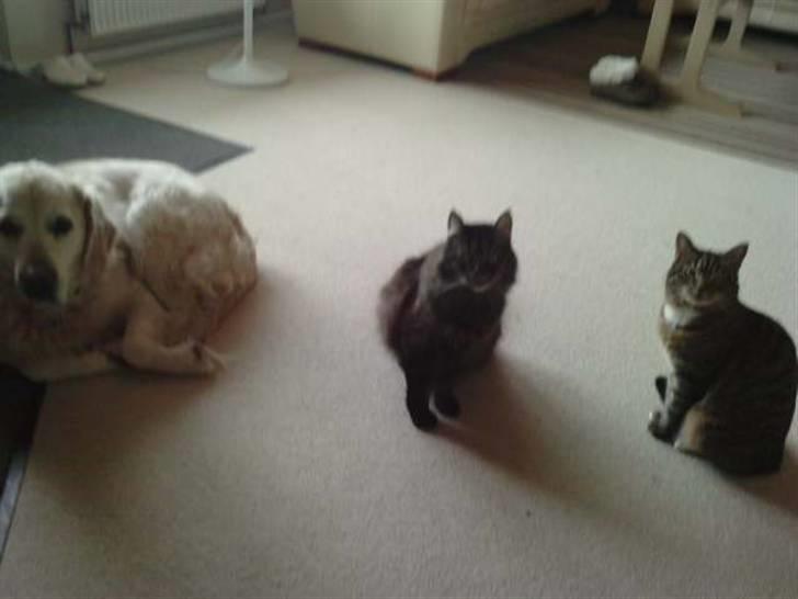 Blanding af racer Jones - Mig  i midten og mine to venner  billede 6