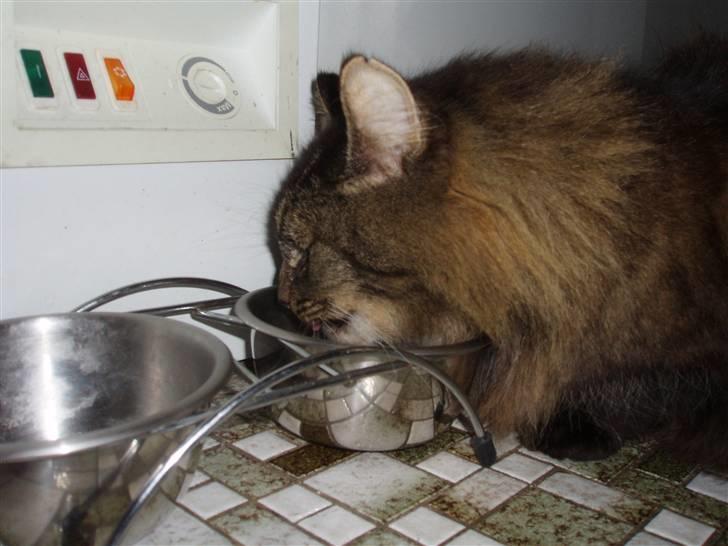 Blanding af racer Jones - livet haqndler ikke kun om mad..... Jov farktisk  billede 7