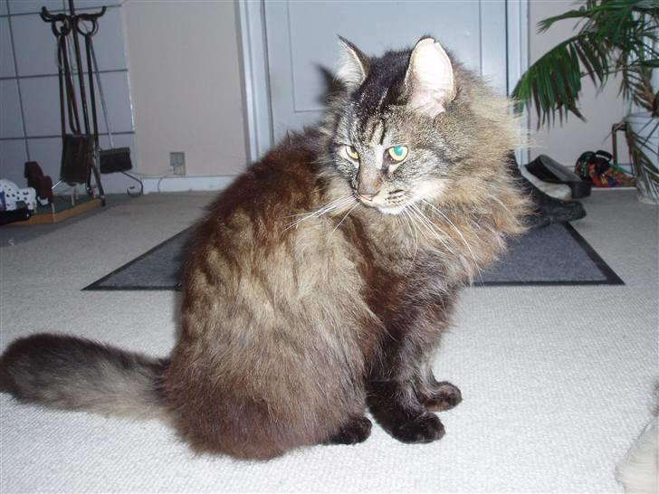 Blanding af racer Jones - Smukke mig!!!! billede 8