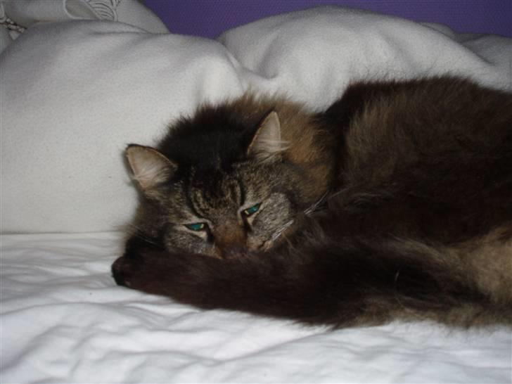 Blanding af racer Jones - Mit dags skema. Spise, sove, Spise, Sove, En tur rundt om huset, Sove, mad, kæle, spise sove, gemme sig, bliver fundet, bliver smidt ud om natte, miaver ind til jeg kommer ind, SOVE billede 9