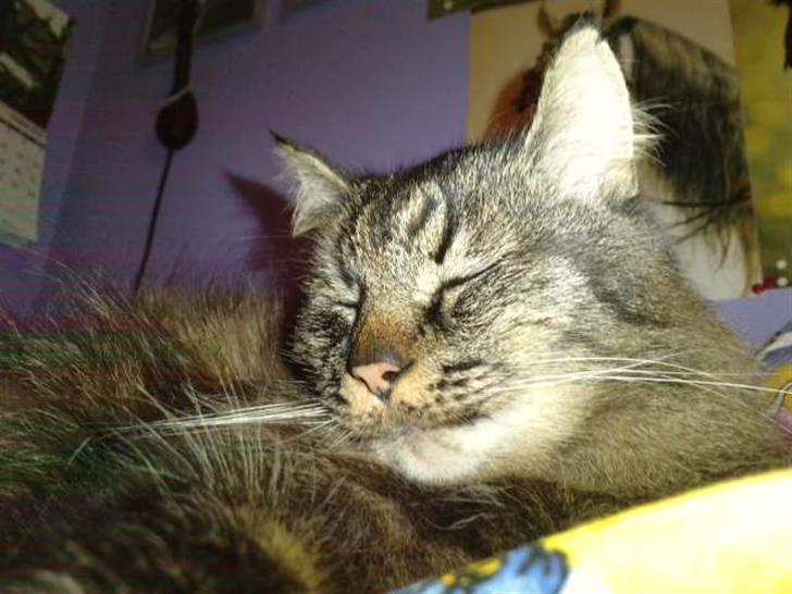 Blanding af racer Jones - Det er vist tid til en lur igen  billede 10