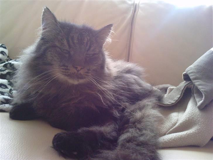 Blanding af racer Jones - im the king billede 11