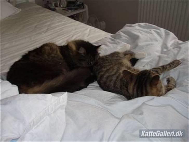 Blanding af racer Jones - Varm mig Dina billede 12