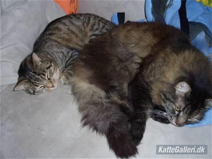 Blanding af racer Jones - Dina du fylder for meget...  billede 13