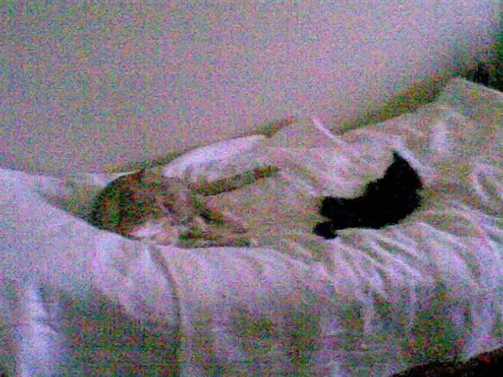 Huskat Oskar Jensen billede 17