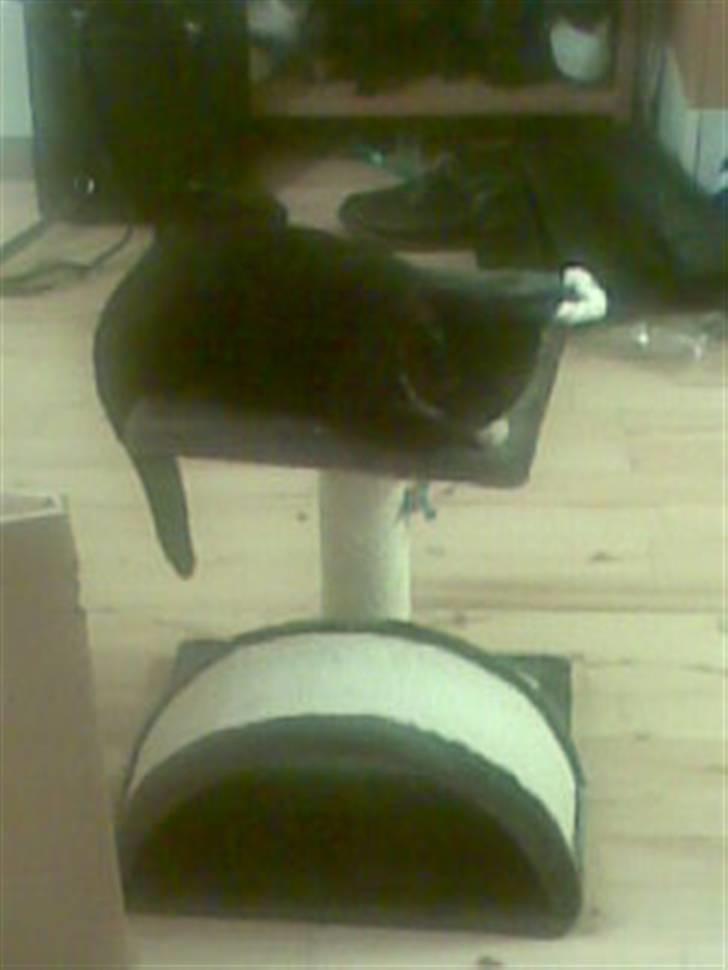 Huskat Oskar Jensen billede 18