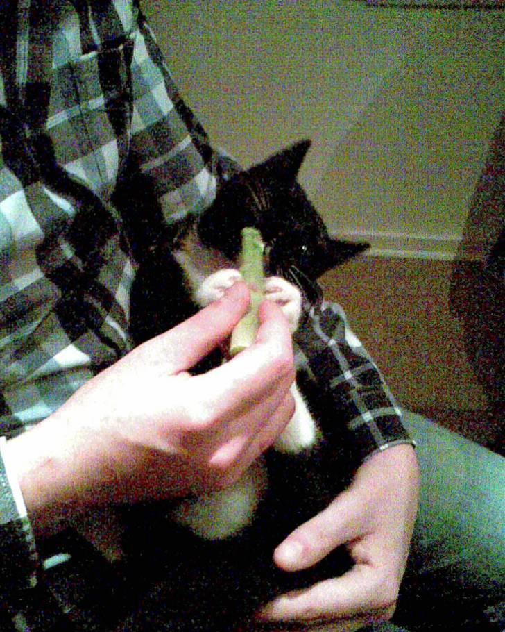 Huskat Oskar Jensen billede 19