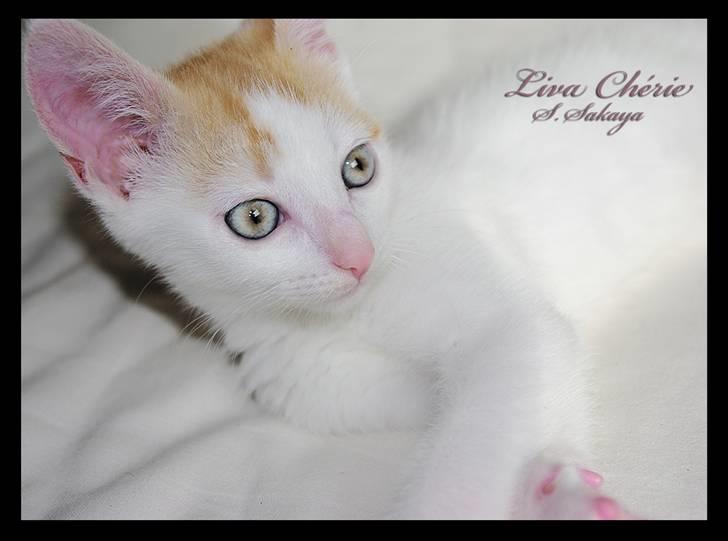 Huskat Liva Chérie billede 3