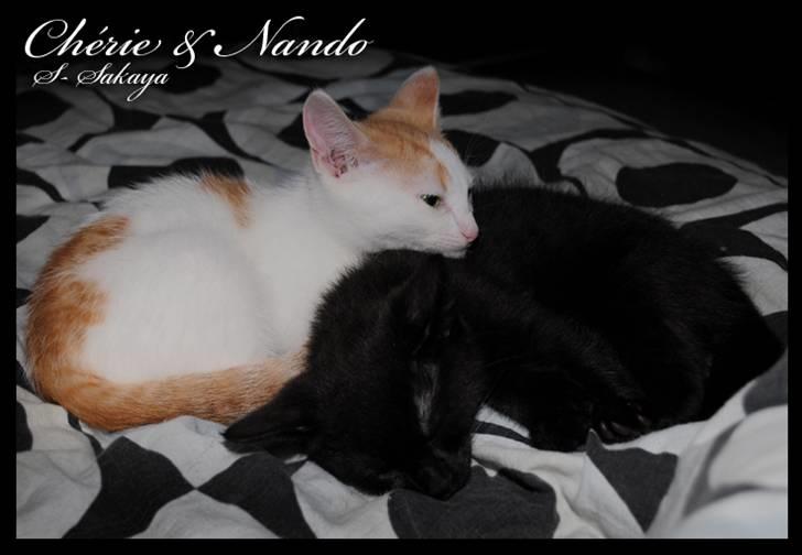 Huskat Liva Chérie - Nando er 3 uger yngre end Chérie billede 4