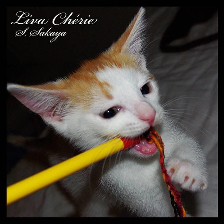 Huskat Liva Chérie billede 5