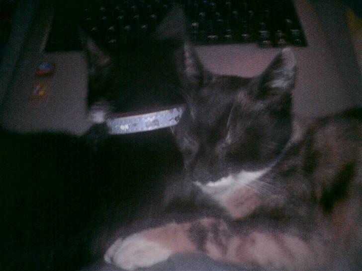 Huskat Sweetheart RIP - Alida og Sweetheart, billedet er nok taget kort inden jeg tog på ferie og Alida forsvandt billede 8