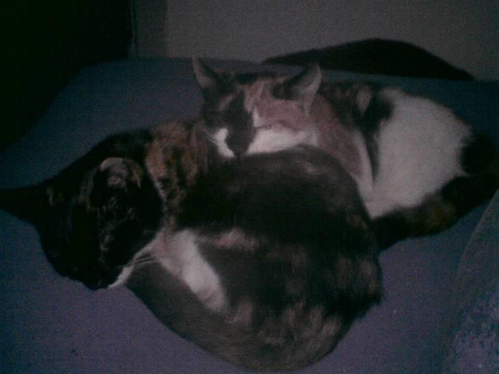 Huskat Sweetheart RIP - Emilia og Sweetheart, taget omkring samme tid som forige billede billede 9