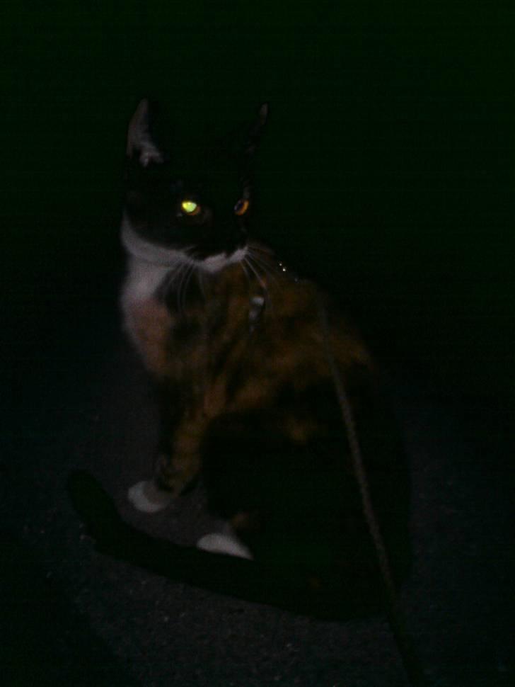 Huskat Sweetheart RIP - Sweetheart i snor en aften i byen billede 10