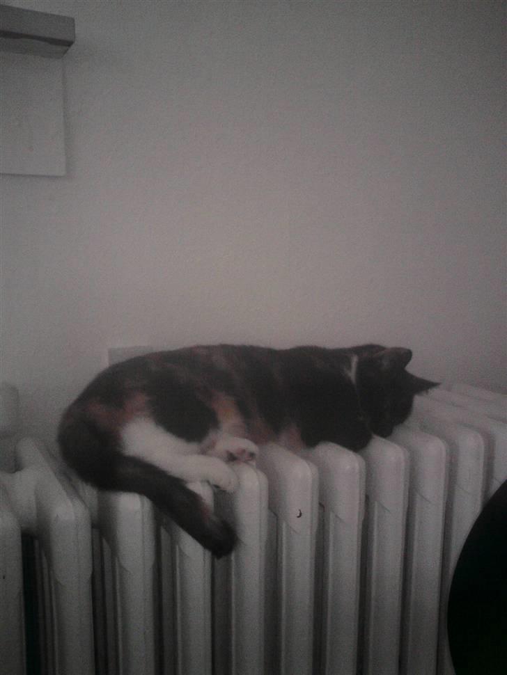 Huskat Sweetheart RIP - Endnu et af hendes mærkelige sovesteder... billede 11