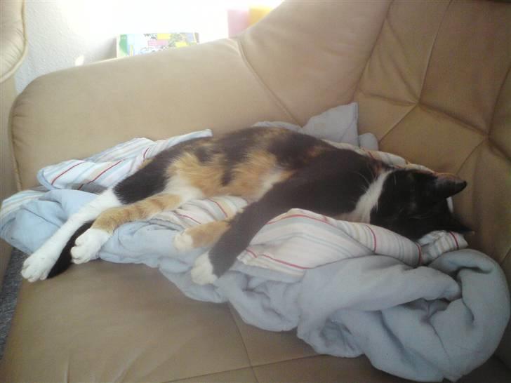 Huskat Sweetheart RIP billede 12