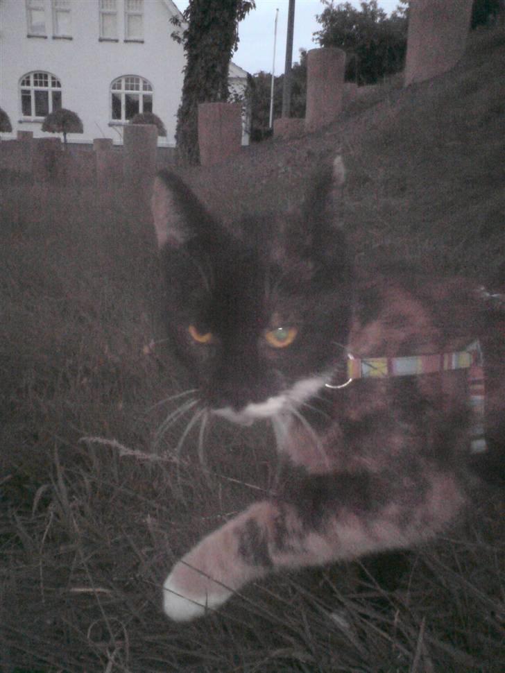 Huskat Sweetheart RIP - I snor igen... billede 13