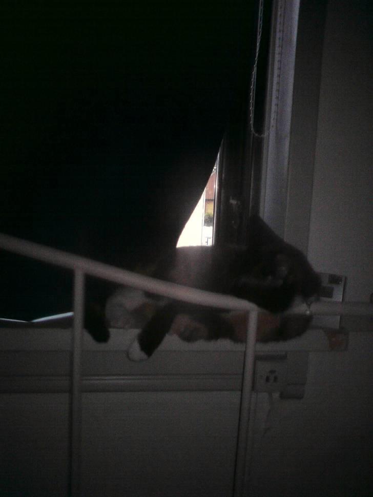 Huskat Sweetheart RIP - ja den kat kan sove over alt... billede 14