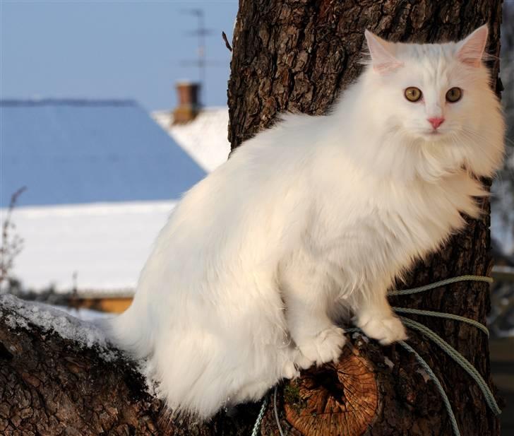 Norsk Skovkat Scarlett-sandra´s Mircel (Smilla) - Scarlett-sandra´s Miracel ( Smilla ) Den 19-12-2010 i haven  billede 8