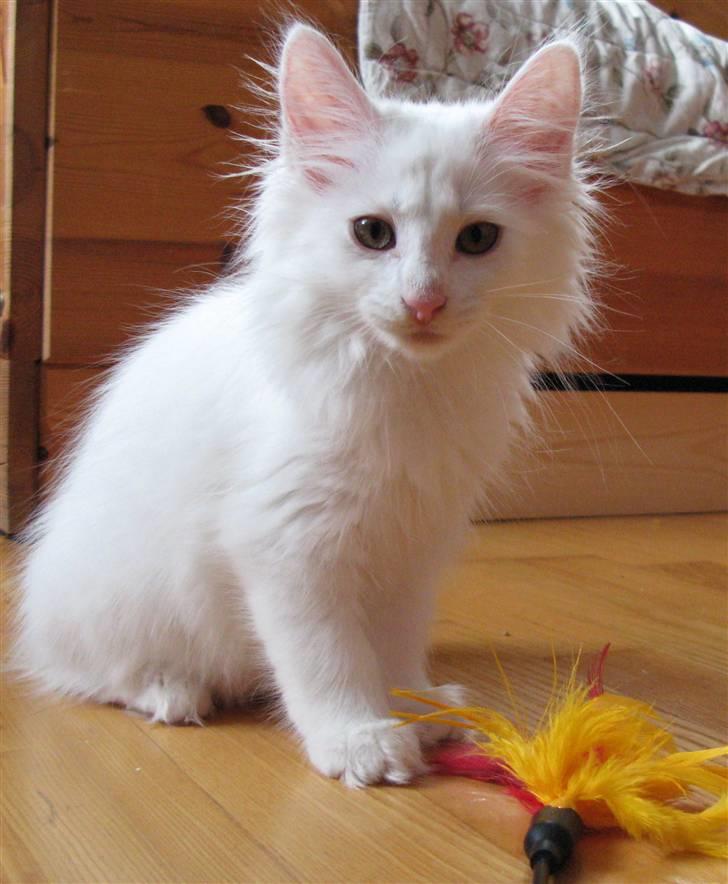 Norsk Skovkat Scarlett-sandra´s Mircel (Smilla) - Scarlett-sandra´s Miracel er flytte ind den 01-08-2010 Hun er så glad lille kat så vi kalder hende Smilla ,Vægt 1160 g 12uger 3 dag  billede 9