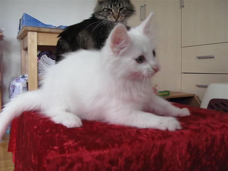 Norsk Skovkat Scarlett-sandra´s Mircel (Smilla) billede 10