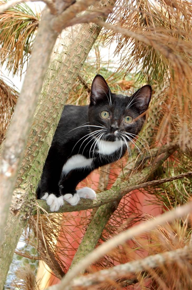 Huskat Katie - Velkommen til min profil :] Spidermonkey ;] billede 1