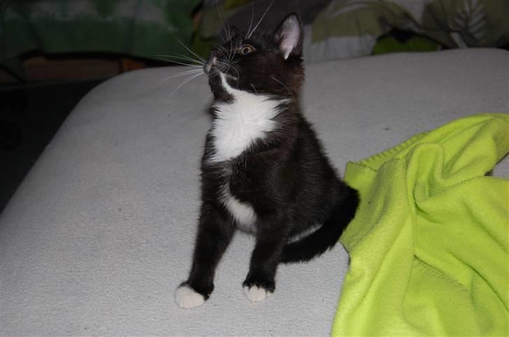 Huskat Katie - Her kan man rigtig se hendes aftegn :] billede 3