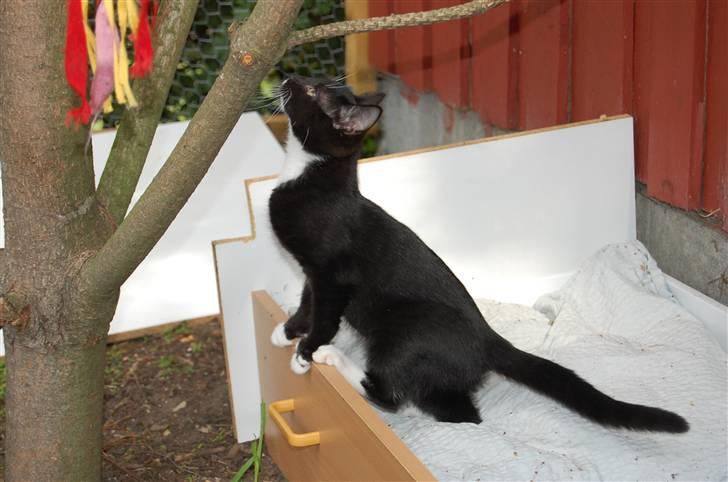 Huskat Katie - Minimis elsker volieren - det er ligesom hendes drømme legeland :] billede 4