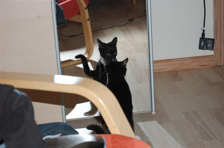 Huskat Katie - *GISP!!!* hvad var det? ö - Hun synes mit spejl er vildt facinerende ;] billede 5