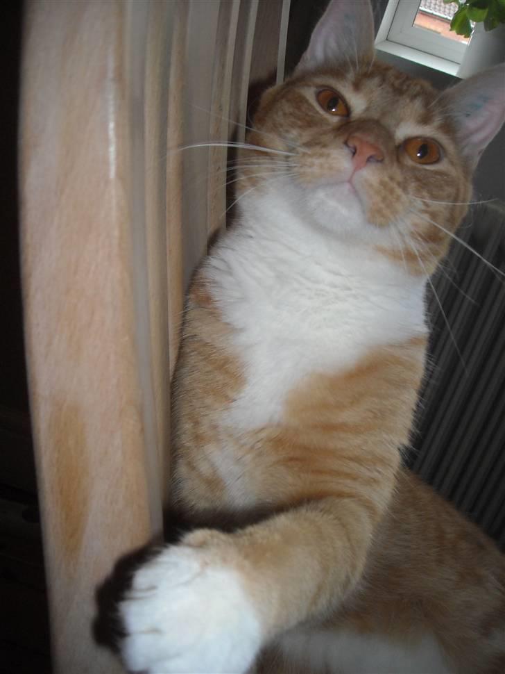 Huskat Max billede 5