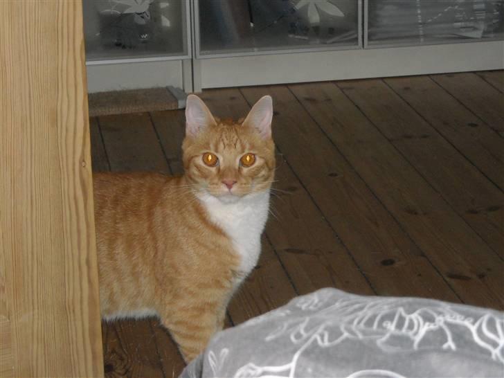 Huskat Max billede 6