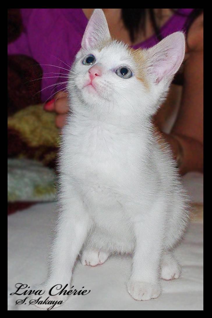 Huskat Liva Chérie billede 8