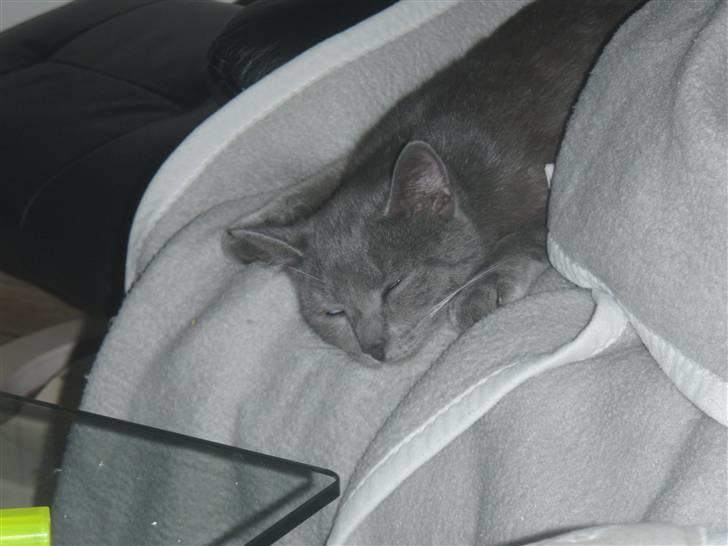 Huskat Buster - slaaaappper lidt;) billede 1