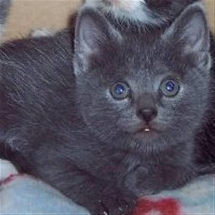 Huskat Buster - Har haft ham siden han blev født;) billede 2