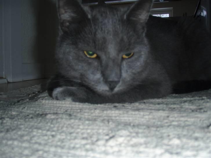 Huskat Buster - yndingstæppet;) billede 4