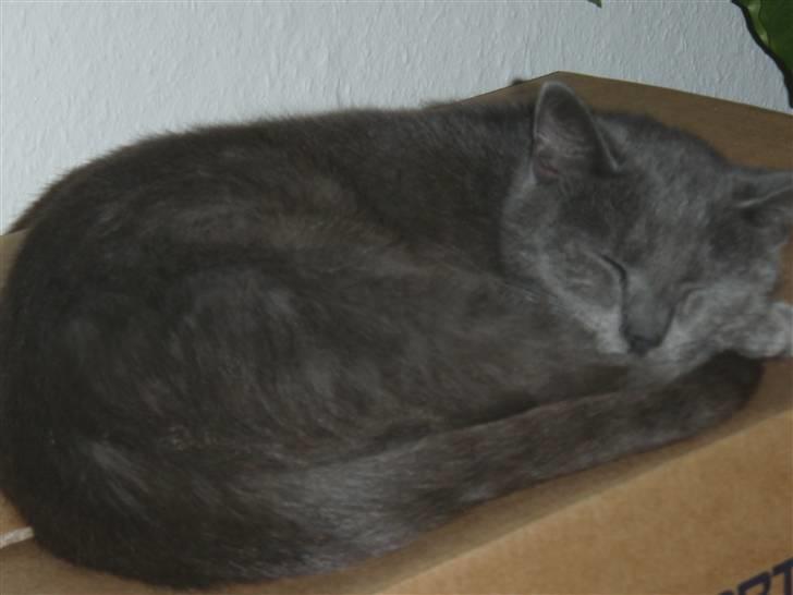 Huskat Buster - Buster ville os med da der var flyttetid;) billede 5